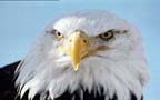 Eaglehead