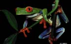 froggy