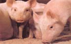 piggies